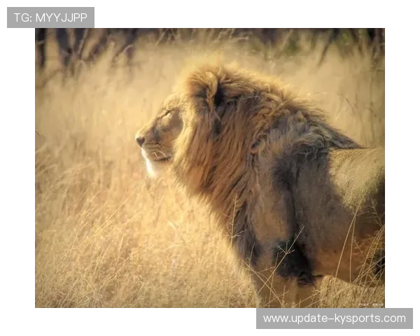 CNN头条：冬奥最具冲击力球队——来自西非的雄狮，冬奥会非洲选手